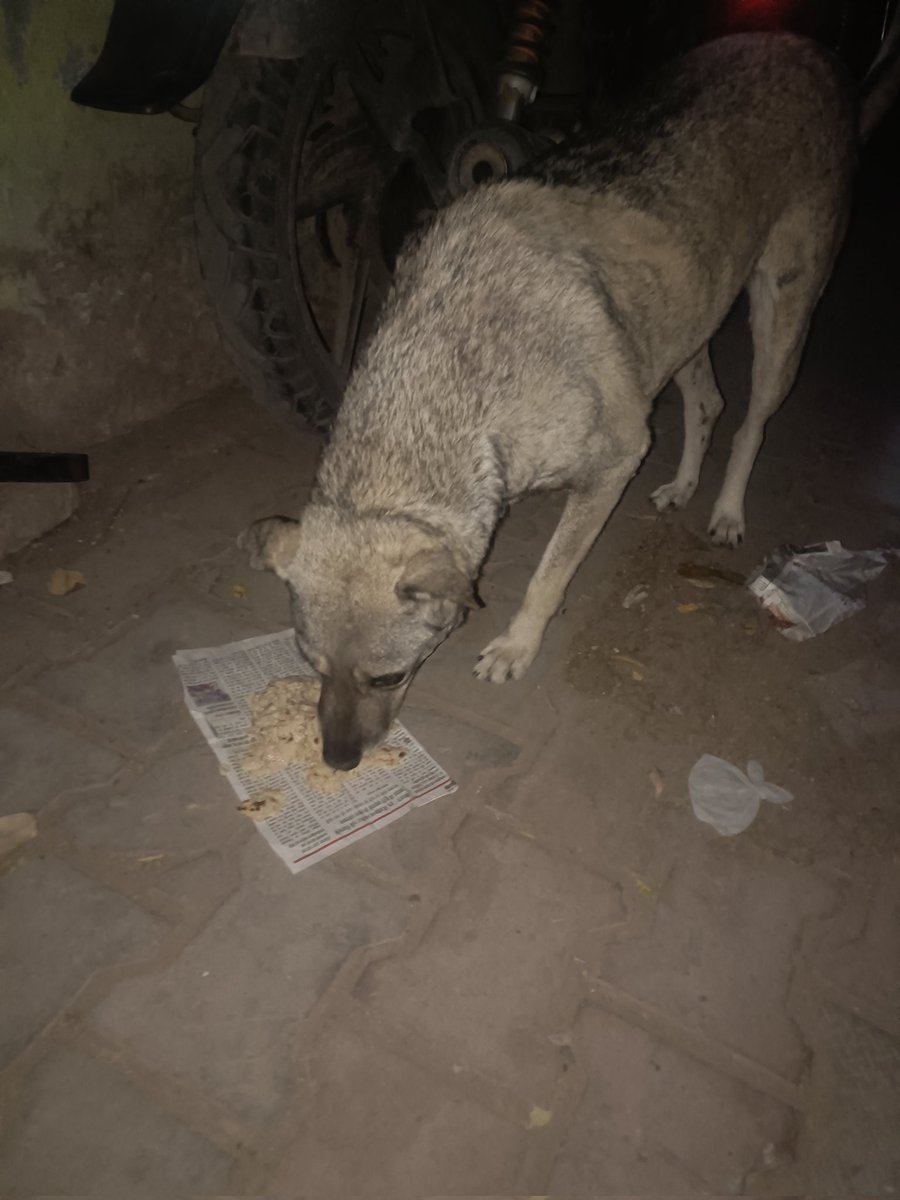 mallika_2o's tweet photo. #10DaysChallenge #BeKindToAnimals #AdoptDontShop
#FoodForAll #EveryLifeMatters #WeCare #ShelterForAll #Not_ME_But_YOU #NSS #NSSOU #Chandigarh #India
Jai Hind, Jai Bharat...🇮🇳🙏
@NSSOpenUnit @iBikramRana @Binesh_Bhatia @ritikaverma_pu https://t.co/xUbGfvwURb