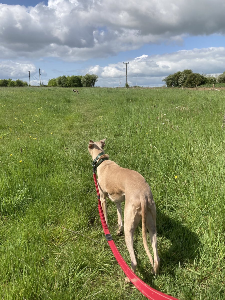 Just For Whippets tweet media