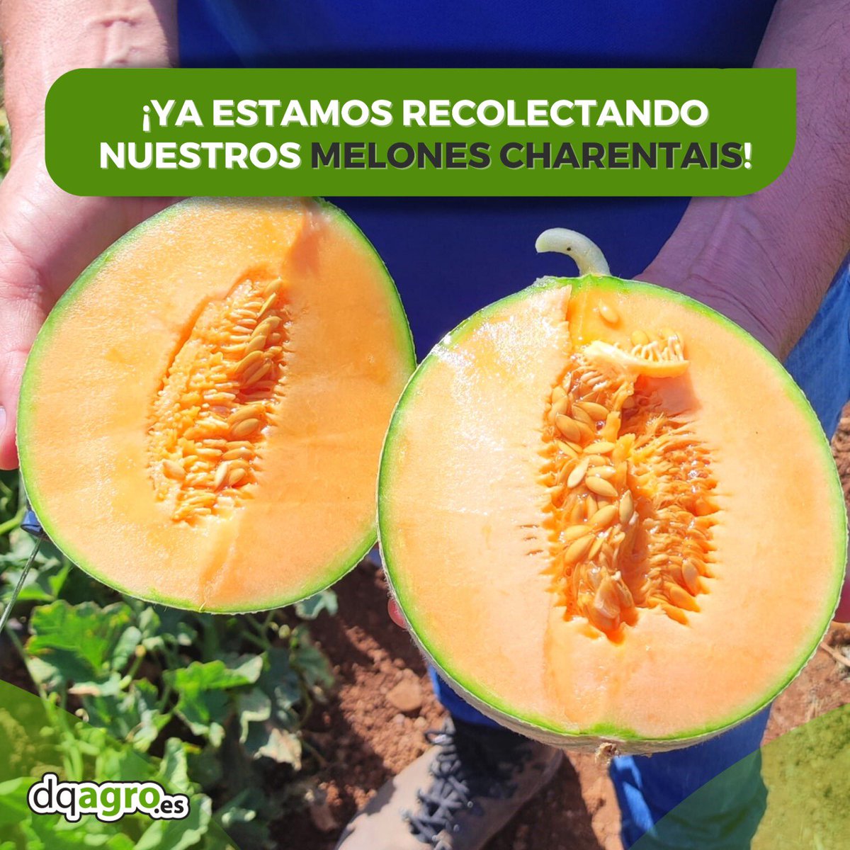 ¿Sabías qué? 🔎 Este melón es de de origen francés 🇫🇷 y se caracteriza por el aroma y el sabor que desprende cuando está maduro 🍈

Este tipo de melón es ideal para acompañar en tus ensaladas 🥗 ¡No te quedes sin probarlo! 👏🏻

🌐 dqagro. es
📍La Palma, Cartagena
📞968554545
