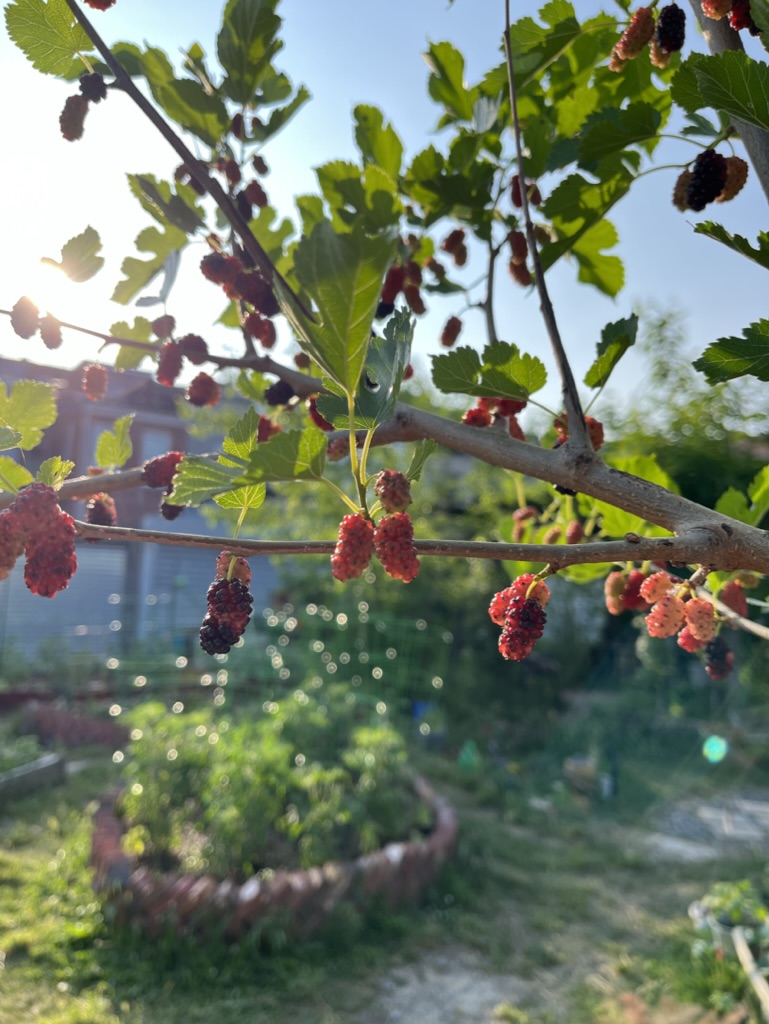 tempgardendc's tweet photo. Mulberry Harvest
Spring 2023 https://t.co/RtWRVwKAqI