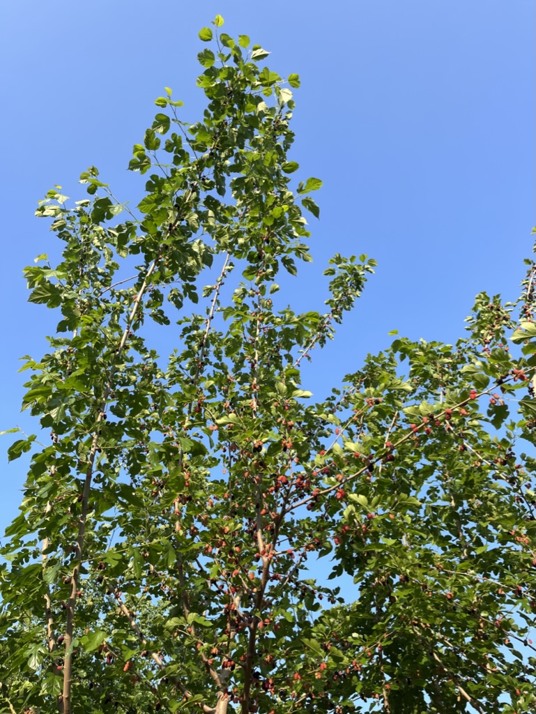 tempgardendc's tweet photo. Mulberry Harvest
Spring 2023 https://t.co/RtWRVwKAqI