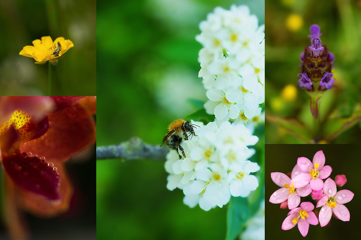 Some of the beauty spring brings us. Is so nice to see some colour  #MacroHour #macro #SpringIsHere #flowers #nature #NaturePhotography #TwitterNatureCommunity #BeeNetwork #orchid #buttercup #blossom