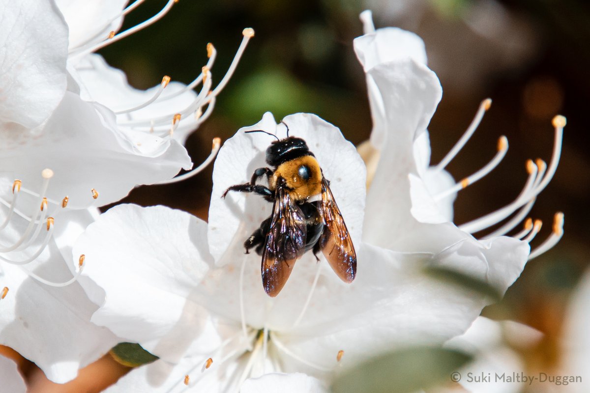 acciosuki's tweet image. Also some great bee action at Greenwood Cemetery!

#Brooklyn #bees #bugphotography #photography