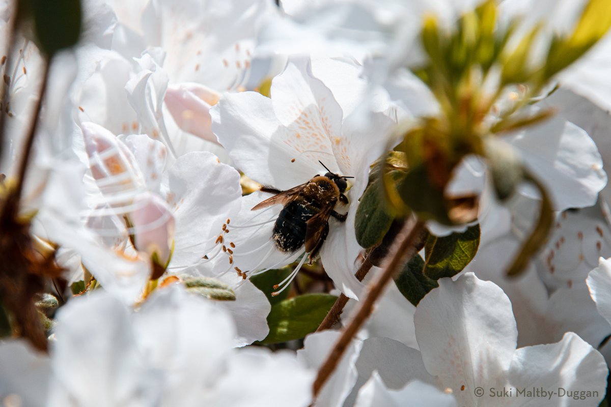 acciosuki's tweet image. Also some great bee action at Greenwood Cemetery!

#Brooklyn #bees #bugphotography #photography