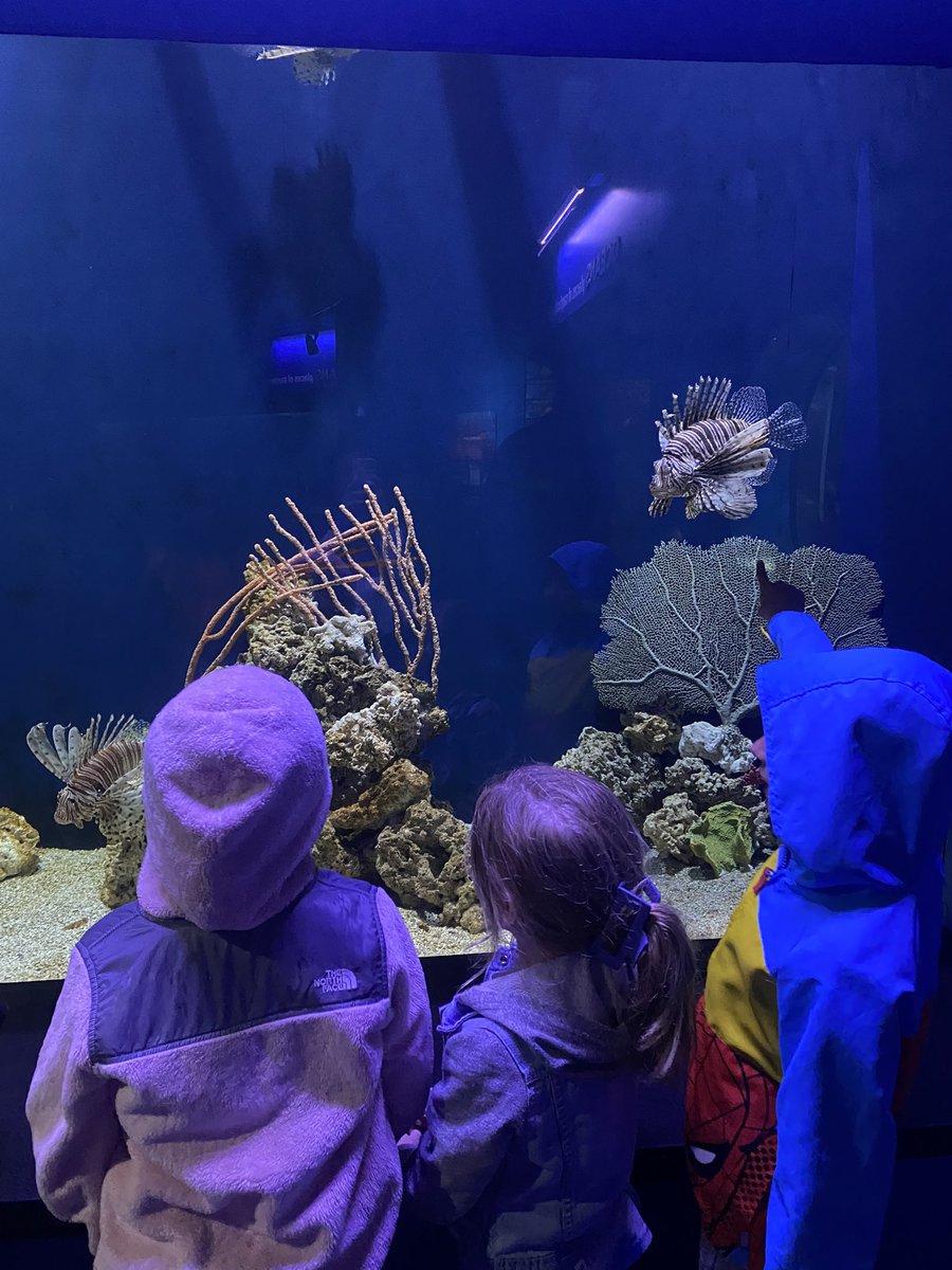 The rain didn’t stop us today! Sharks, the dolphin show, and orangutans were my groups favorites. 🦈🐬🦧