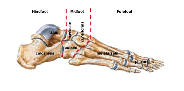 drdozellodc's tweet photo. Two Minutes of Anatomy: Foot Sections
Dr Donald A Ozello DC of Championship Chiropractic
#anatomy #anatomyandphysiology #chiropractor #chiropractic #foot #feet #footanatomy #forefoot #midfoot #hindfoot #plantarfascia #footbones #footsections https://t.co/t8Zh8ZmkcD https://t.co/79WcOslTI0