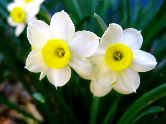 1. Ever wondered why nothing eats the daffodils you planted in your garden? In this latest preprint from our lab, @NirajMehta_chem et al. look at defense toxin biosynthesis in daffodils - a thread #plant #plantsci biorxiv.org/content/10.110…