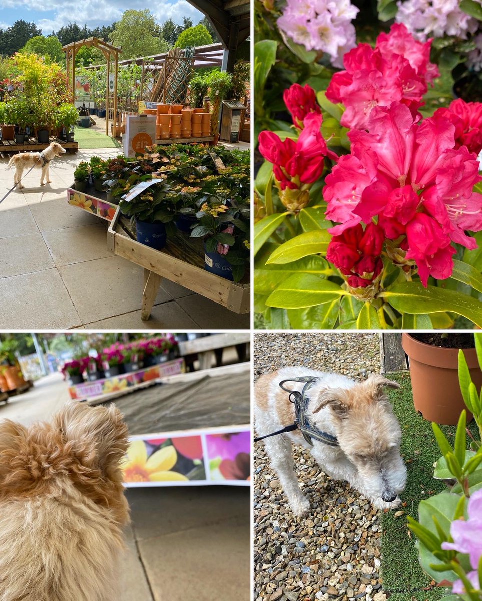 KillingBdesigns's tweet photo. Alfie and I stocked @ThetfordGC up with more Father’s Day cards ahead of Sunday 18th June. Maud is the lovely 10-year-old cocker spaniel. #thetford #killingbdesigns #killingbcards #cockerspaniel #dogswelcome #dogfriendly #fathersday https://t.co/IwrH35xELA