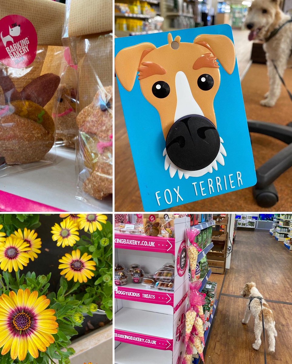 KillingBdesigns's tweet photo. Alfie and I stocked @ThetfordGC up with more Father’s Day cards ahead of Sunday 18th June. Maud is the lovely 10-year-old cocker spaniel. #thetford #killingbdesigns #killingbcards #cockerspaniel #dogswelcome #dogfriendly #fathersday https://t.co/IwrH35xELA