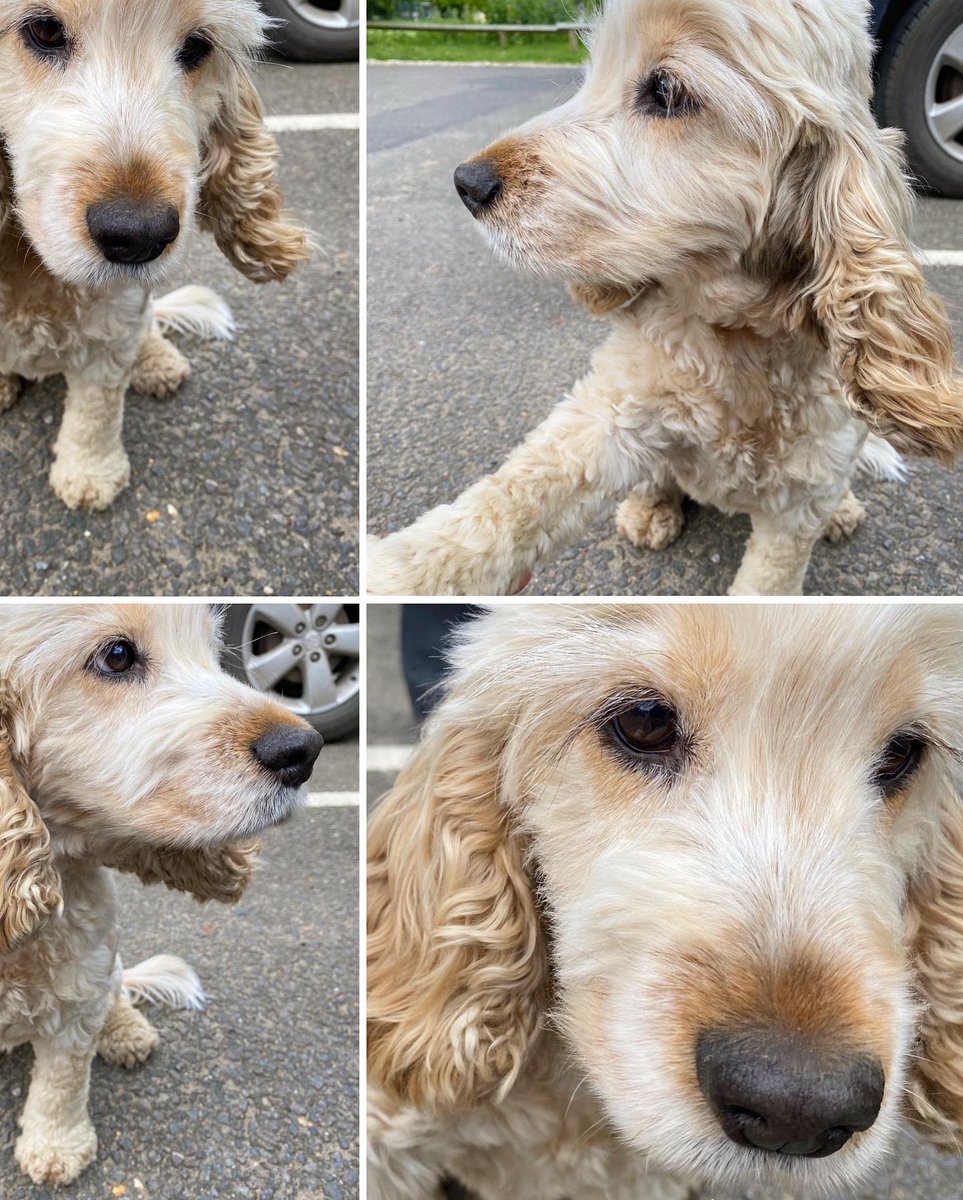 KillingBdesigns's tweet photo. Alfie and I stocked @ThetfordGC up with more Father’s Day cards ahead of Sunday 18th June. Maud is the lovely 10-year-old cocker spaniel. #thetford #killingbdesigns #killingbcards #cockerspaniel #dogswelcome #dogfriendly #fathersday https://t.co/IwrH35xELA
