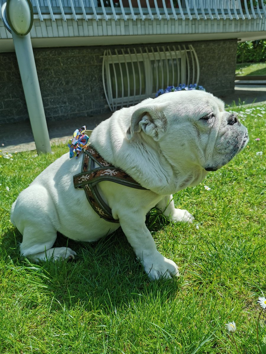 Dakota the Bulldog tweet media