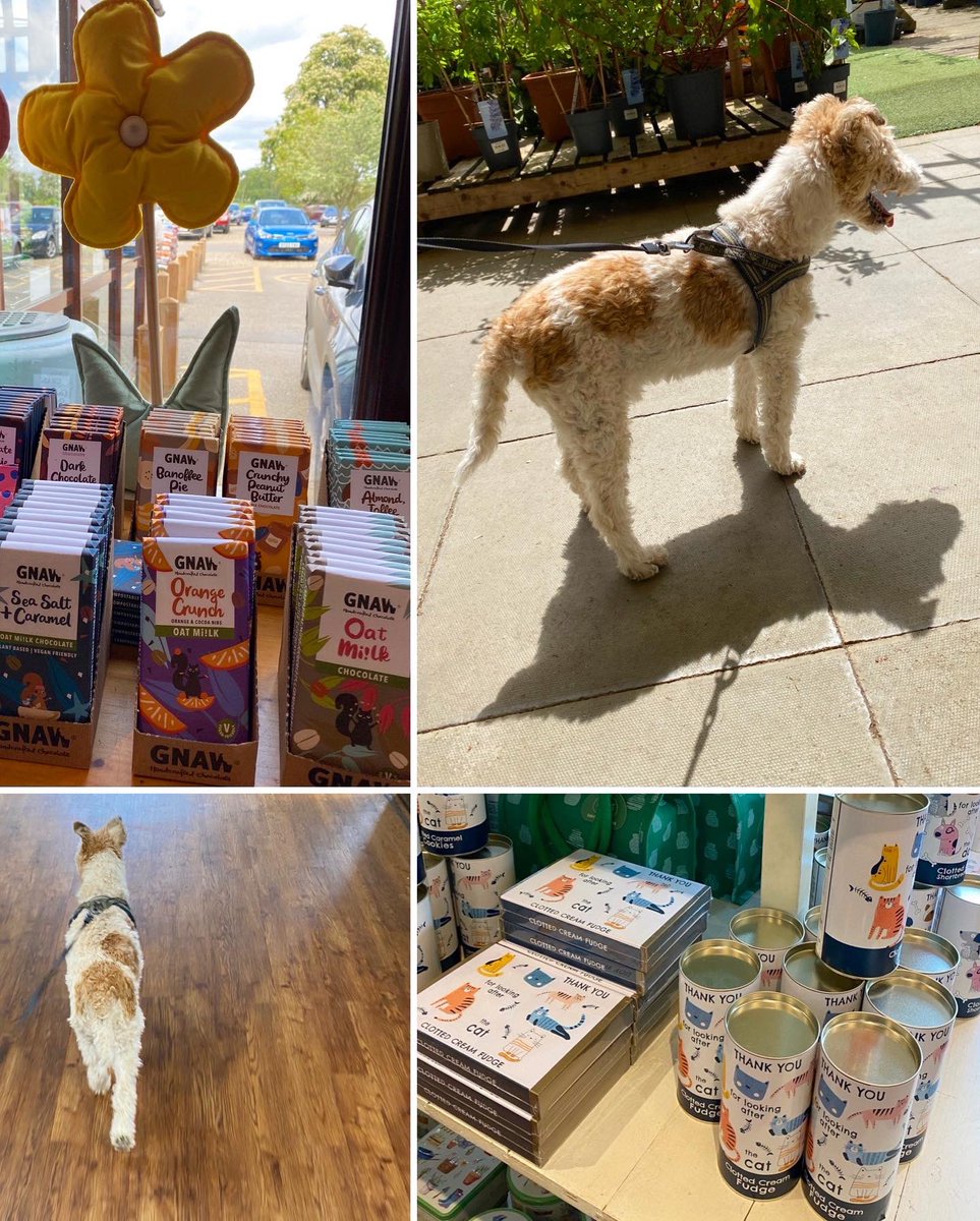 KillingBdesigns's tweet photo. Alfie also enjoyed a walk in the sun-dappled word adjacent to @ThetfordGC on the same grounds, and is recovering from the trip with his legs elevated! 🌳🪵🌱 #thetford #killingbcards #killingbdesigns #kilverstone #gardencentre #wirefoxterrier ☀️ https://t.co/1NZijB9zQ7