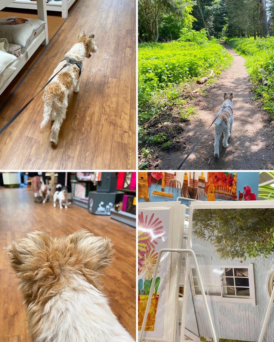 KillingBdesigns's tweet photo. Alfie also enjoyed a walk in the sun-dappled word adjacent to @ThetfordGC on the same grounds, and is recovering from the trip with his legs elevated! 🌳🪵🌱 #thetford #killingbcards #killingbdesigns #kilverstone #gardencentre #wirefoxterrier ☀️ https://t.co/1NZijB9zQ7
