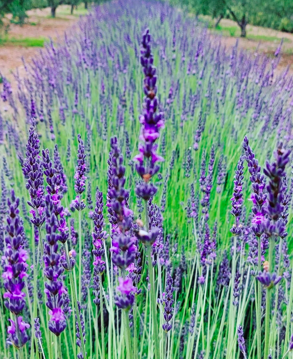 WOSA_NL's tweet photo. Ontdek de verborgen parels van Robertson, Zuid-Afrika! Ontspan bij Owl's Rest Olive and Lavender Farm, verken het beste van de Zuid-Afrikaanse kunst in Robertson Art Gallery en geniet van de wijnen. #WoSA #Robertson @robertsontourism #ThingsToDoInRobertson @robertsonwinevalley https://t.co/1p61XySwGk