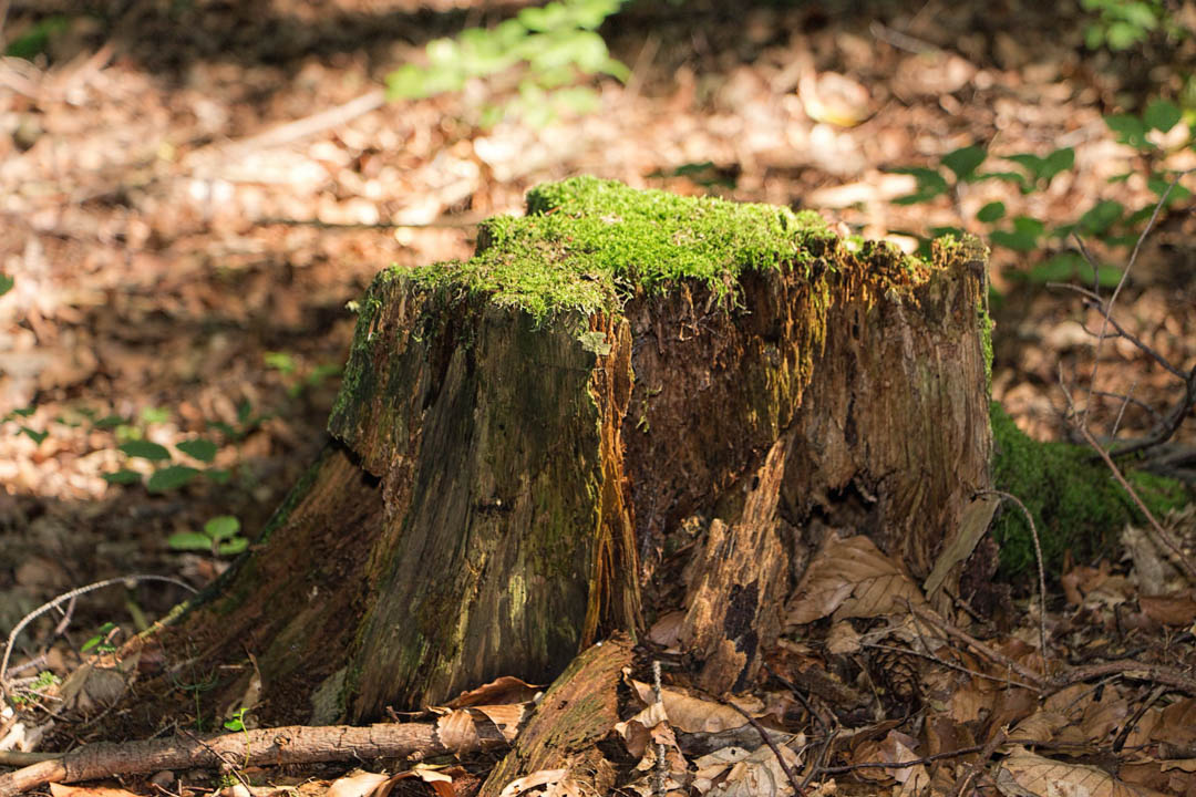 G2GTreeService's tweet image. It can be hard knowing what businesses you can really put your trust in. At G2G Tree Service LLC, we aim to change that with our superior services. Call us today to learn more at (614) 639-0581! #TreeTakedown #TreeService #StumpRemoval bit.ly/2ZaczNI