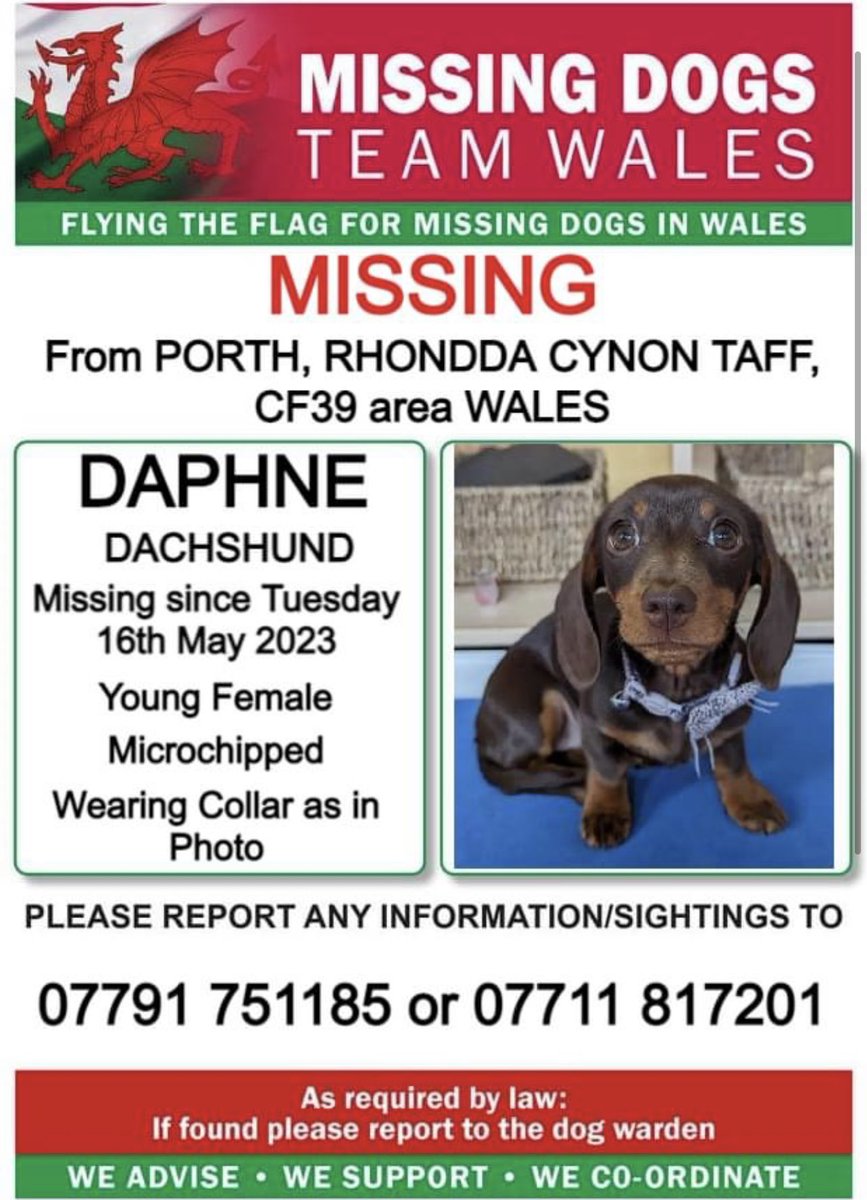 ❗️❗️NERVOUS, PLEASE DO NOT CALL OR CHASE ❗️❗️
❗️DAPHNE, #DACHSHUND MISSING FROM #PORTH, #RHONDDACYNONTAFF, #CF39 area #WALES ❗️
❗️SINCE TUESDAY 16th MAY 2023. 
❗️LAST SEEN IN IN UPTON STREET AREA PORTH, PLEASE LOOK OUT FOR HER AND CALL NUMBER WITH ANY SIGHTINGS.
