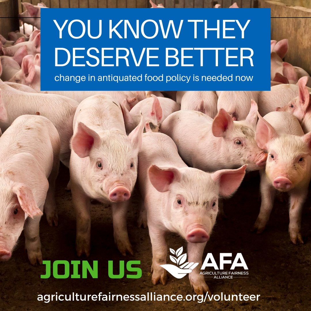 AgFairness's tweet photo. BECOME A MEMBER OF AFA TODAY - Without your support, animal agriculture will continue to factory farm animals &amp; subsidies farmers despite the shrinking demand for livestock #AFA #Animalliberation #EnvironmentAdvocacy #PlantBasedLifestyle #SupportAnimalRights #AdvocateForChange https://t.co/HrRLZwV19P