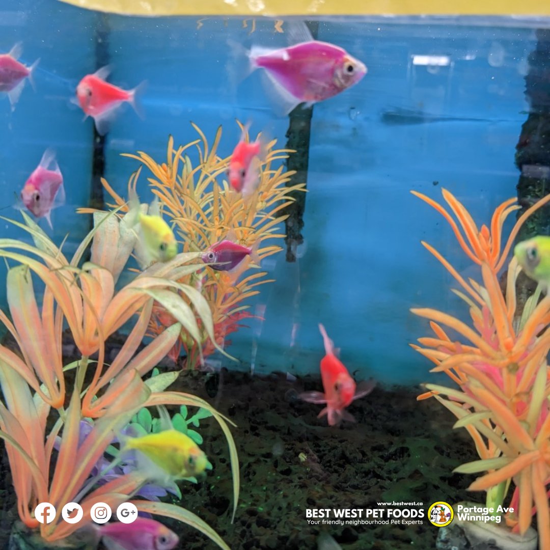 bestwestpet's tweet image. GloFish Tetras are so pretty! They just brighten up our day. We have some here at 3145 Portage Ave., Winnipeg that would be great addition to your tanks.

#glofish #petfish #petstore #fishtank #bestwestpetfoods #winnipeg
