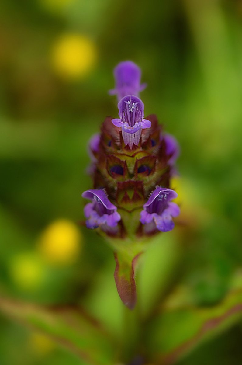 KathC1976's tweet photo. Can any tell me what this is called ? #wildflowers #wildflowerhour #flowerID https://t.co/X1mGv7iDPb