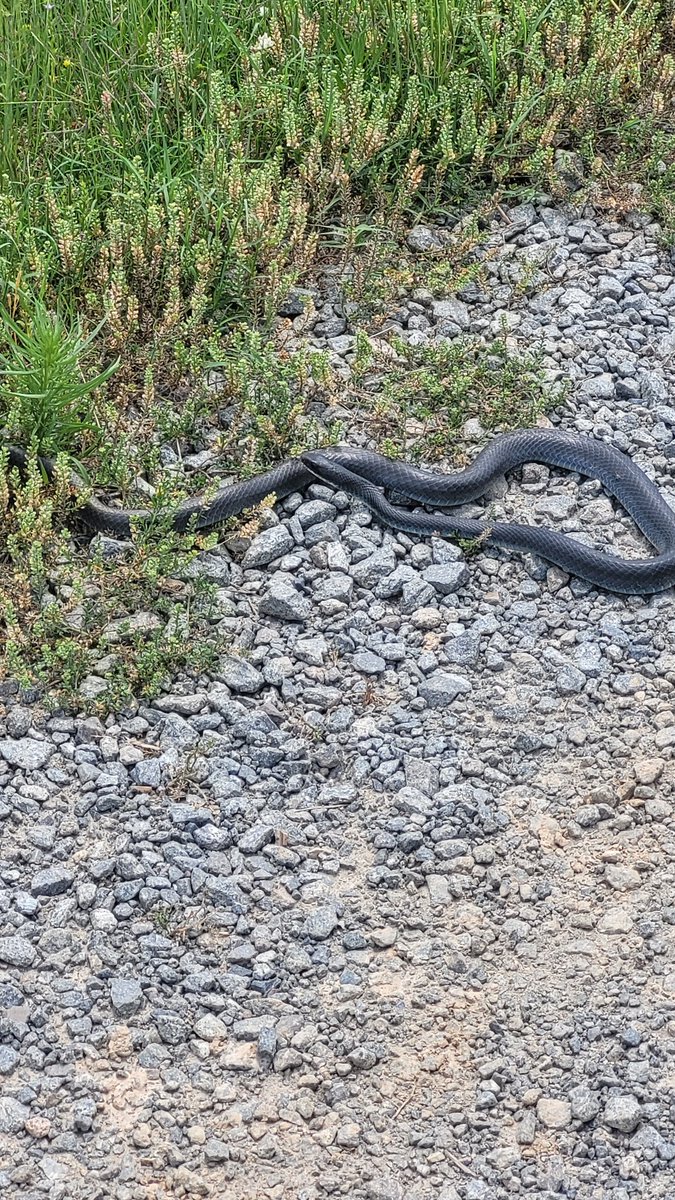 Dustin North tweet media