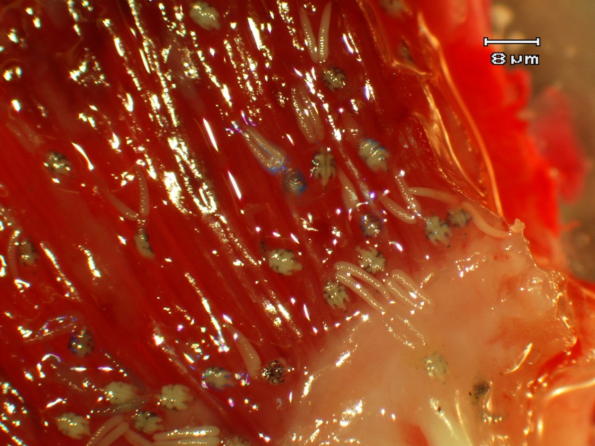 Fish Health, Ageing and Non-Native Species tweet media