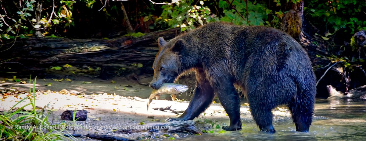 Agood day fishing up at Toba Inlet just gives you a grizzly smile…
#buteinlet #grizzlybear #bear #grizzly #wildlife #bears #brownbear #grizzlybears #wildlifephotography #nature #bearsofinstagram #pandabear #animals #naturephotography #webarebearsfans #brownbears
