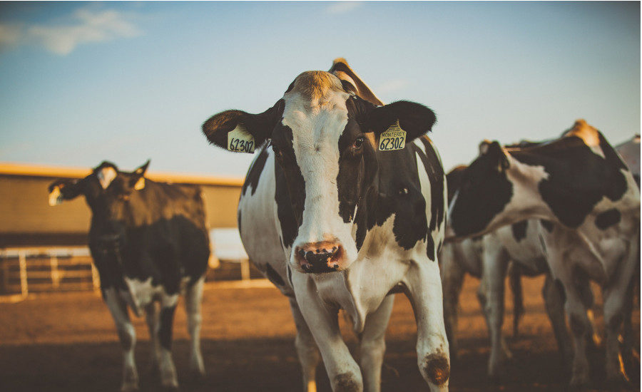 A peer-reviewed study says California dairies are heading toward carbon neutrality by 2030 buff.ly/41CAovP