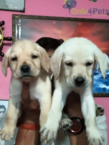 only4pet's tweet photo. Labrador 2 https://t.co/YTu8KhFjHc https://t.co/BAF7V64VNU