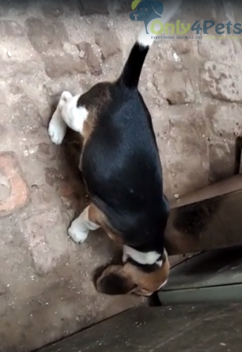 only4pet's tweet photo. Beagle female full marking super duper quality for sale https://t.co/DSPO9qpilU https://t.co/O7J3Ky76jR