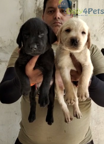 only4pet's tweet photo. Lab male and female heavy bone super duper quality for sale https://t.co/gkyL11WvSQ https://t.co/iC6gz3vshC