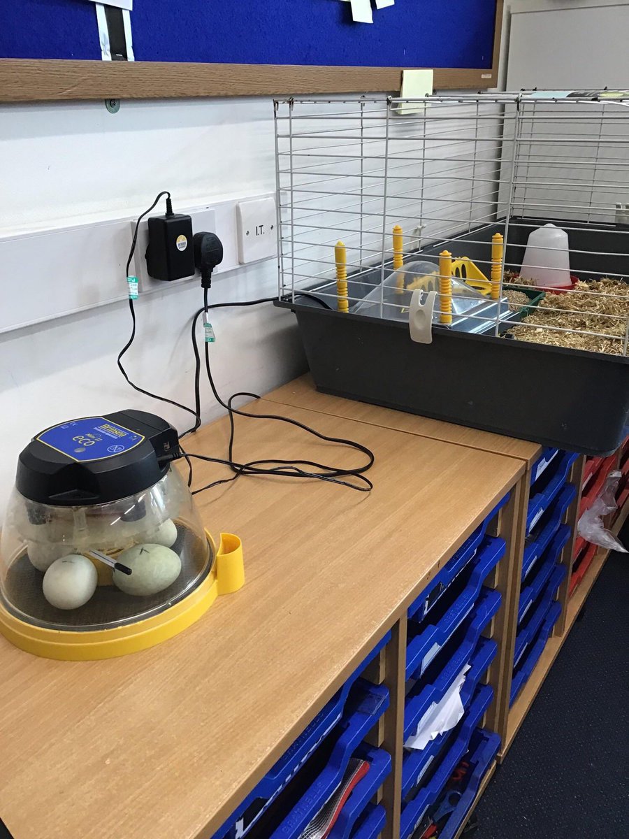 GCA_learning's tweet photo. In the words of Mrs Bright @BrightBright29, a very egg-citing arrival. Get ready for chick updates! #GCAscience #GCAexperiences https://t.co/tifnm1Pji3