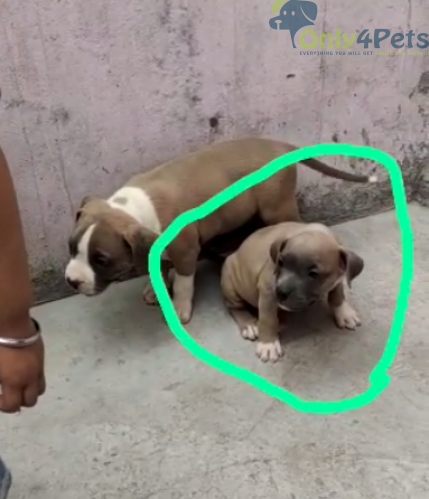 only4pet's tweet photo. American Bully female heavy bone super duper quality for sale https://t.co/pYscRAmuFT https://t.co/dvgF5H5Kpz