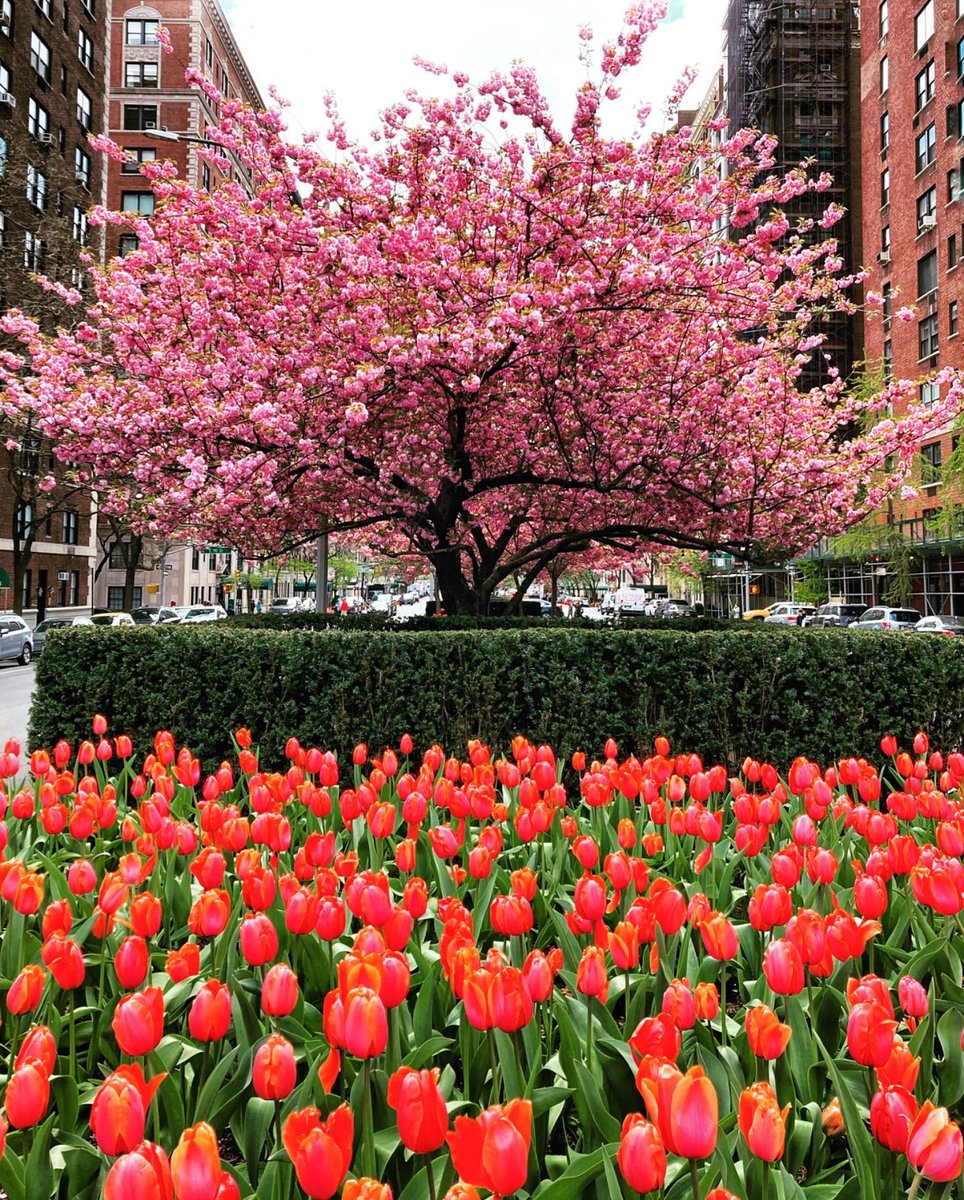 Loews Regency New York offers the perfect Upper East Side getaway to see Park Avenue in full bloom. 🌷  

#WelcomingYouLikeFamily

📷: @skaufman4050