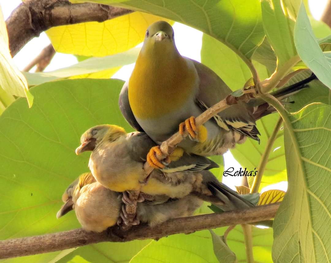 Yellow-footed green pigeon(হাইঠা)
❤️❤️❤️
#TwitterNatureCommunity #birdTwitter 
#indiaves
#birdwatching #NaturePhotography #wildlifephotography #canonphotography #Natgeoindia #Love4Wilds
#photohour #photography #BBCWildlifePOTD