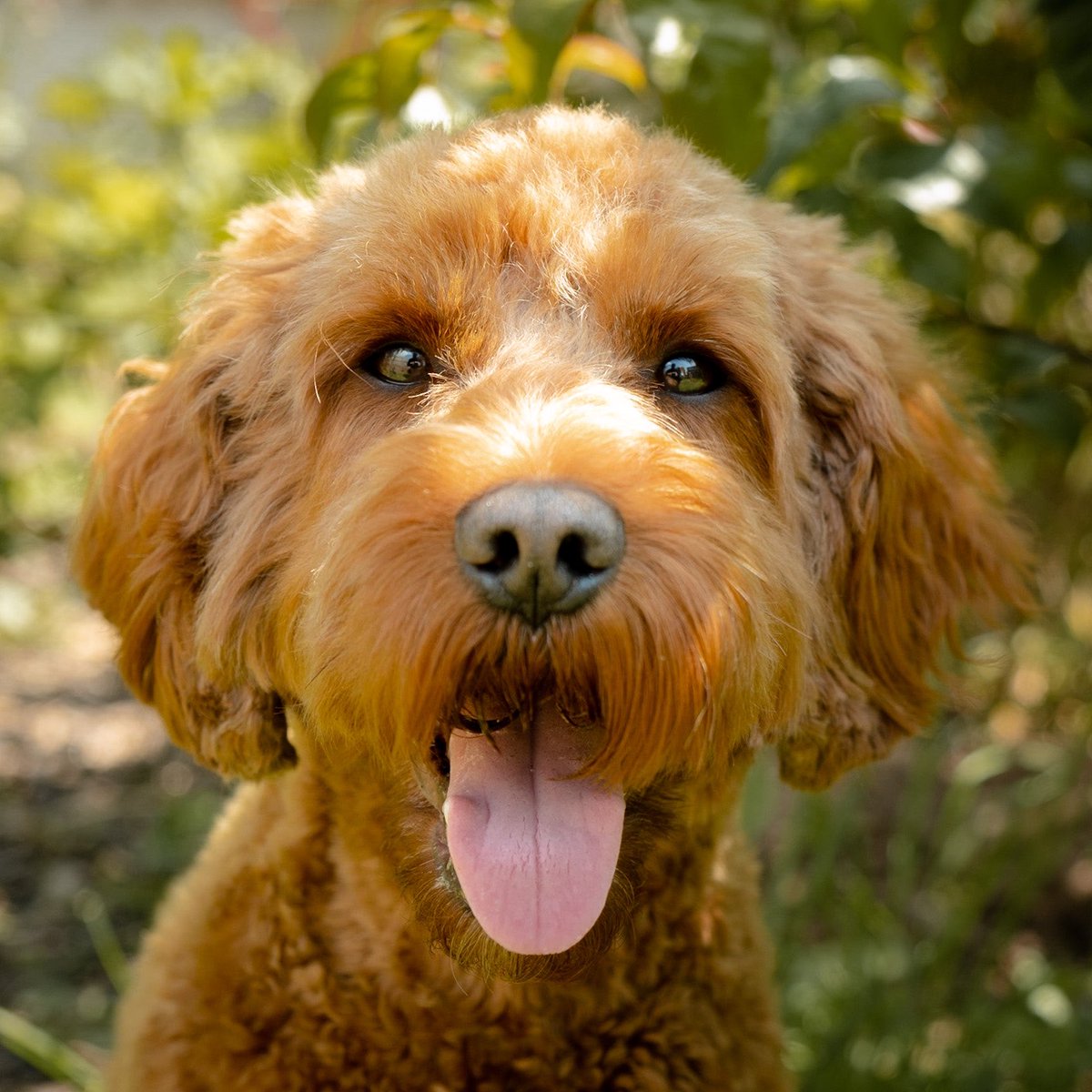CockapooDaisy's tweet image. It’s been a lovely Tongue out Tuesday, the best weather to play ball in