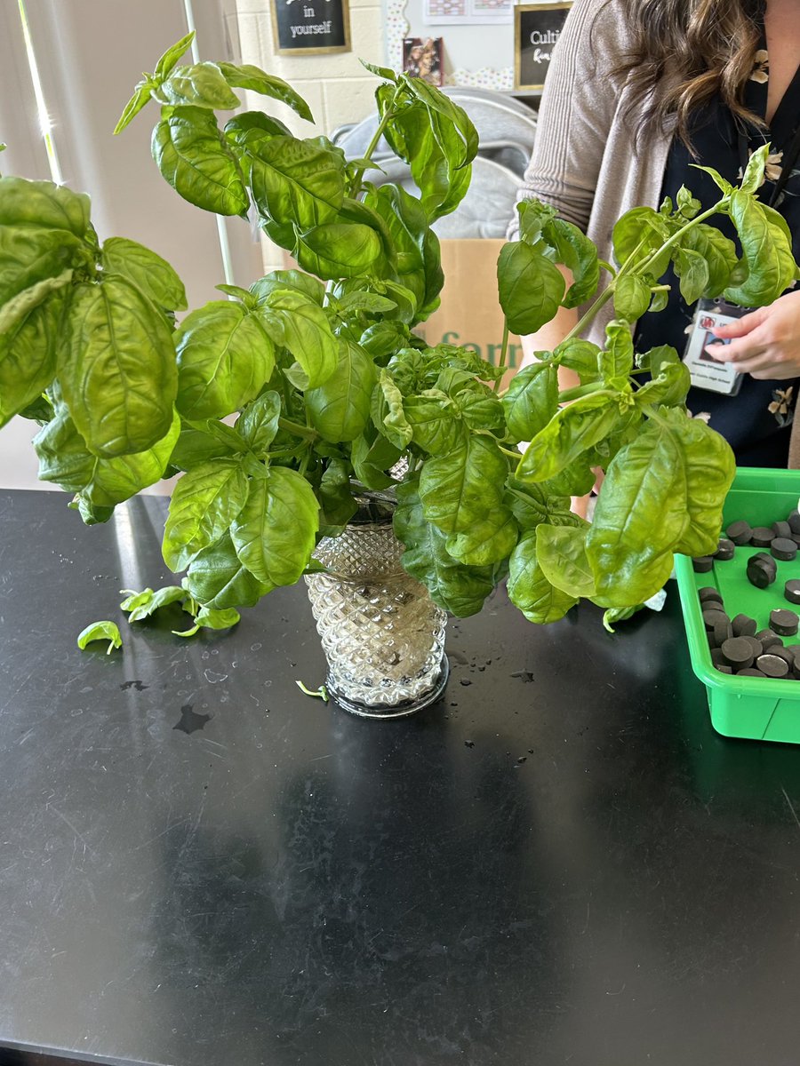 UDHS_FCS's tweet photo. This basil is out of control! We pulled these beauties from the farm today and found MORE plants hiding!!! 🌿 https://t.co/V2dnyR5urR