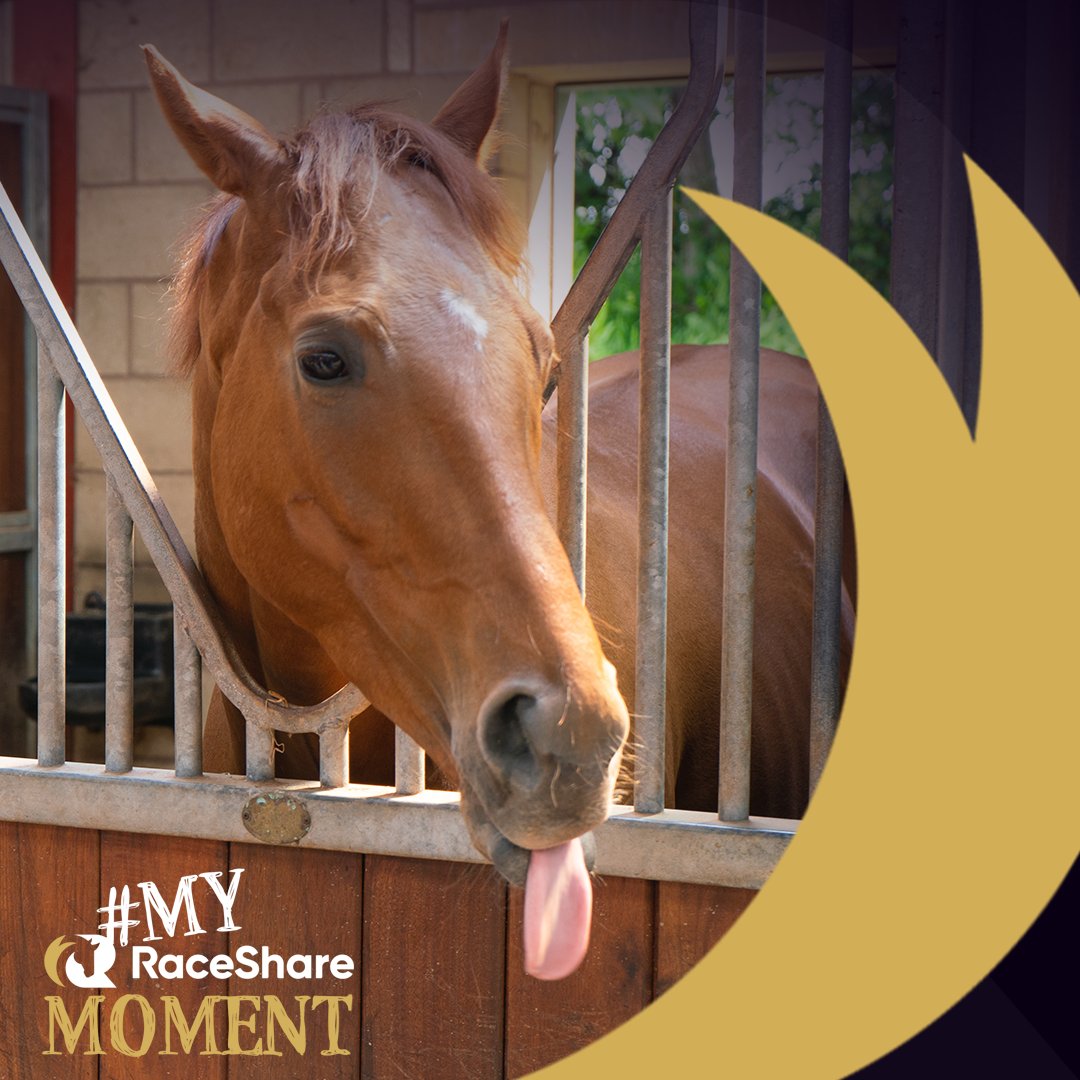 RaceShare's tweet photo. Jolly Nellerie enjoyed meeting some of his @RaceShare Owners at his stable visit today at @VenetiaWRacing
#RaceShare #HorseRacing https://t.co/EYU07kmUq4