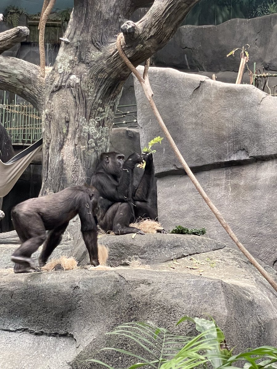 MrsCollinsHale's tweet photo. About half my class has never been to Brookfield Zoo. I’m so happy to provide them with this experience. So many students  said “This is the best day ever!” Couldn’t ask for a better way to end the year🌞🦍🦒🦭🐆 @halewolves54 #thirdgrade https://t.co/2LPDCCJ9ZL