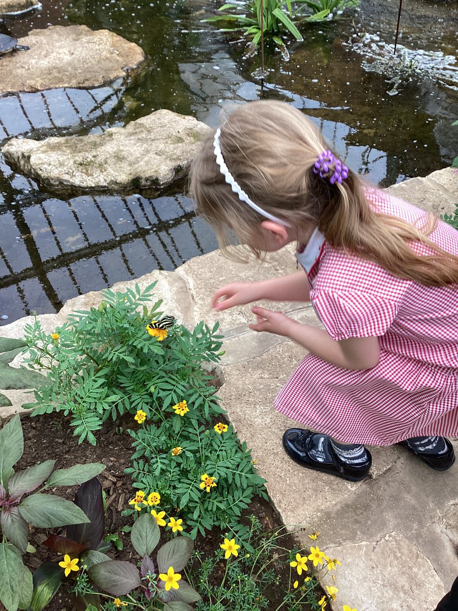 WorrygooseEYFS's tweet photo. A fantastic field trip for FS2 today to @TropButterfly. We got to meet and learn about so many interesting creatures and experience some of their habitats. #firsthandexperience #understandingtheworld @whistonwg https://t.co/QySOScxxsb