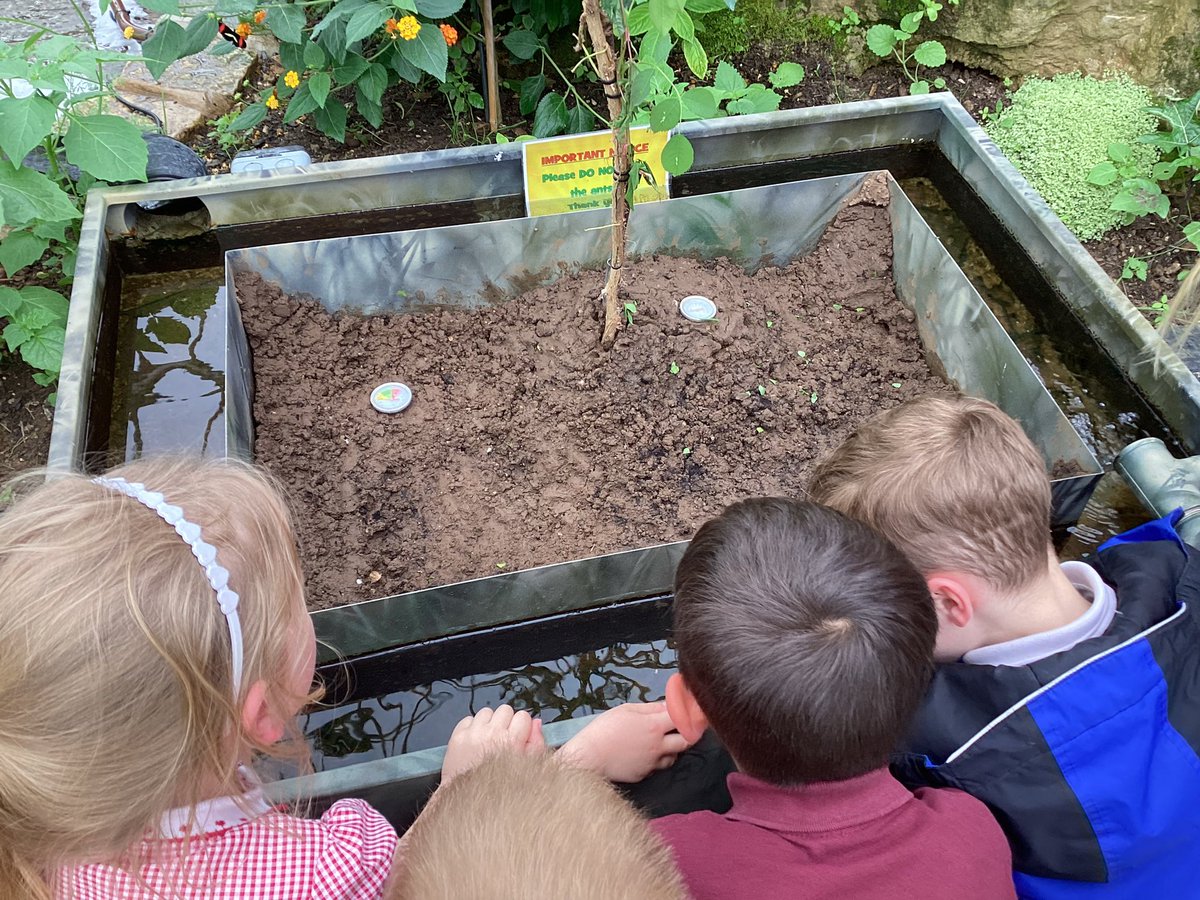 WorrygooseEYFS's tweet photo. A fantastic field trip for FS2 today to @TropButterfly. We got to meet and learn about so many interesting creatures and experience some of their habitats. #firsthandexperience #understandingtheworld @whistonwg https://t.co/QySOScxxsb