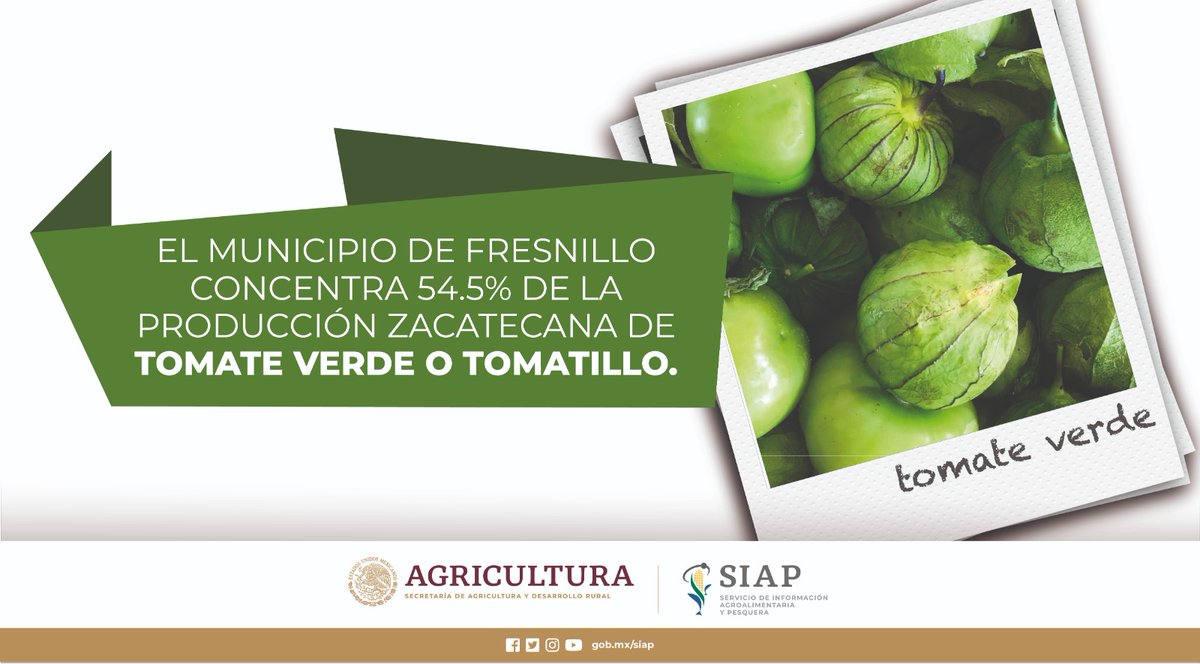 DGSIAP_Mx's tweet photo. #Zacatecas es la segunda entidad que más produce #TomateVerde o #Tomatillo en nuestro país; sólo se ubica detrás de #Sinaloa. En 2021, aportó 92 mil 642 toneladas al volumen nacional, es decir, 11.2%.
#AnuarioAgrícola
#AgriculturaMexicana
@Secampo_Zac @agricultura_zac https://t.co/rlSrekjvYb