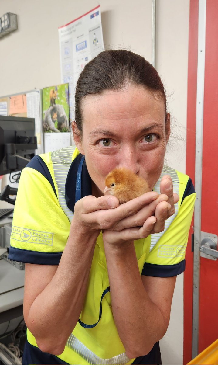 MyWiseEyes1's tweet photo. Some laying chicks came in today. Hope they get the chance to live their best life.
#chicks
#adorable
#CanadaPost
#MailLady
#ILoveMyJob https://t.co/TwKHPCfbsT