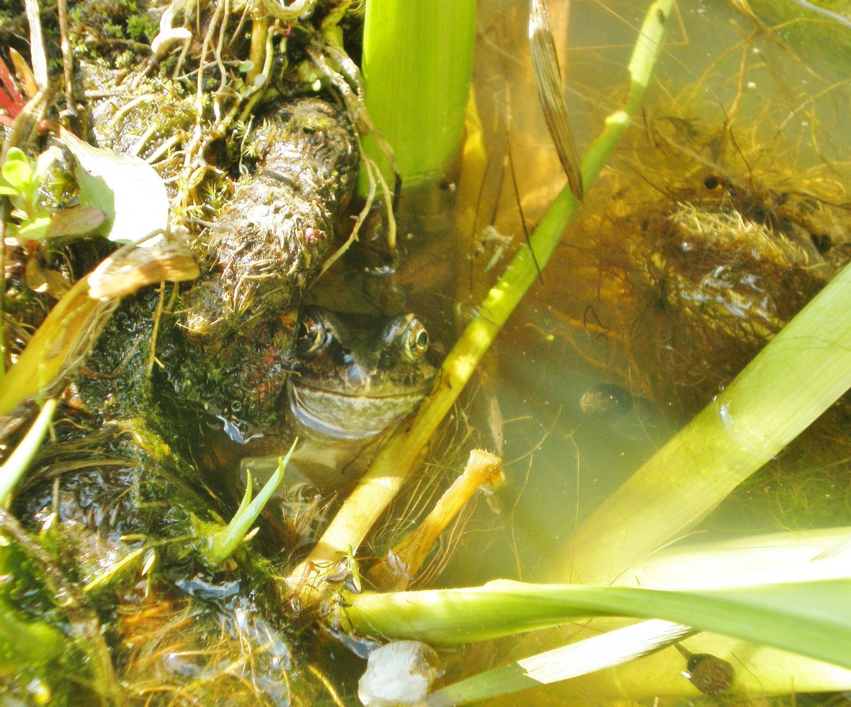 a second frog has returned to our wildlife pond 😊 #joyinspring #wildlifepond #natureuk  #ukfrogs