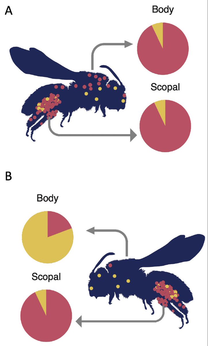 Botanical Society of America (@botanical_) on Twitter photo *#AJB Accepted Article*
Individual #bee foragers are less efficient transporters of #pollen for the plants from which they collect the most pollen into their scopae (by Lucia Weinman, <a href="/TrentRess/">Trent</a>, Joel Gardner & Rachael Winfree)
bsapubs.onlinelibrary.wiley.com/doi/10.1002/aj… #botany <a href="/wileyplantsci/">Wiley Plant Science</a> *#AJB Accepted Article*
Individual #bee foragers are less efficient transporters of #pollen for the plants from which they collect the most pollen into their scopae (by Lucia Weinman, <a href="/TrentRess/">Trent</a>, Joel Gardner & Rachael Winfree)
bsapubs.onlinelibrary.wiley.com/doi/10.1002/aj… #botany <a href="/wileyplantsci/">Wiley Plant Science</a>