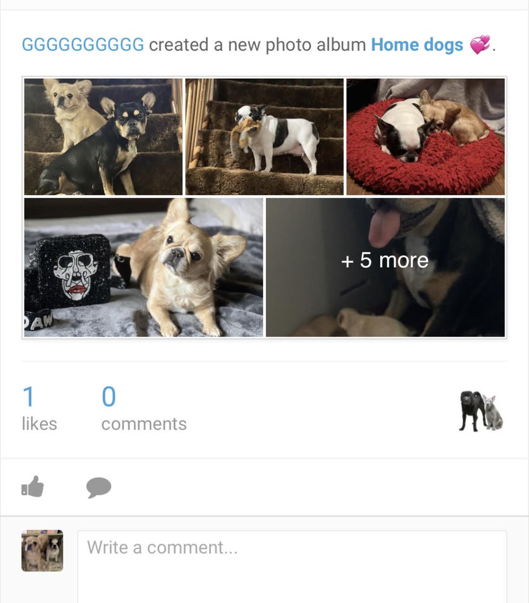 idDOG™ 🐾🧬 tweet media