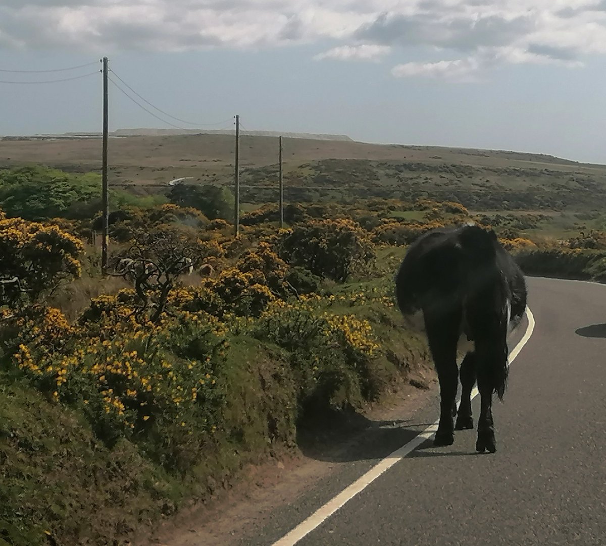 morganstree's tweet photo. Beautiful Dartmoor today, plus the usual traffic ๐ฎ๐โ๏ธ๐
#cadover #dartmoor #devon #cow https://t.co/KWY86DZcDu