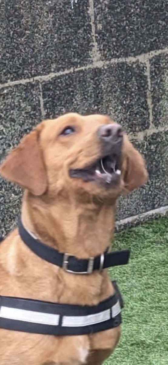 All hail our lord and saviour bork