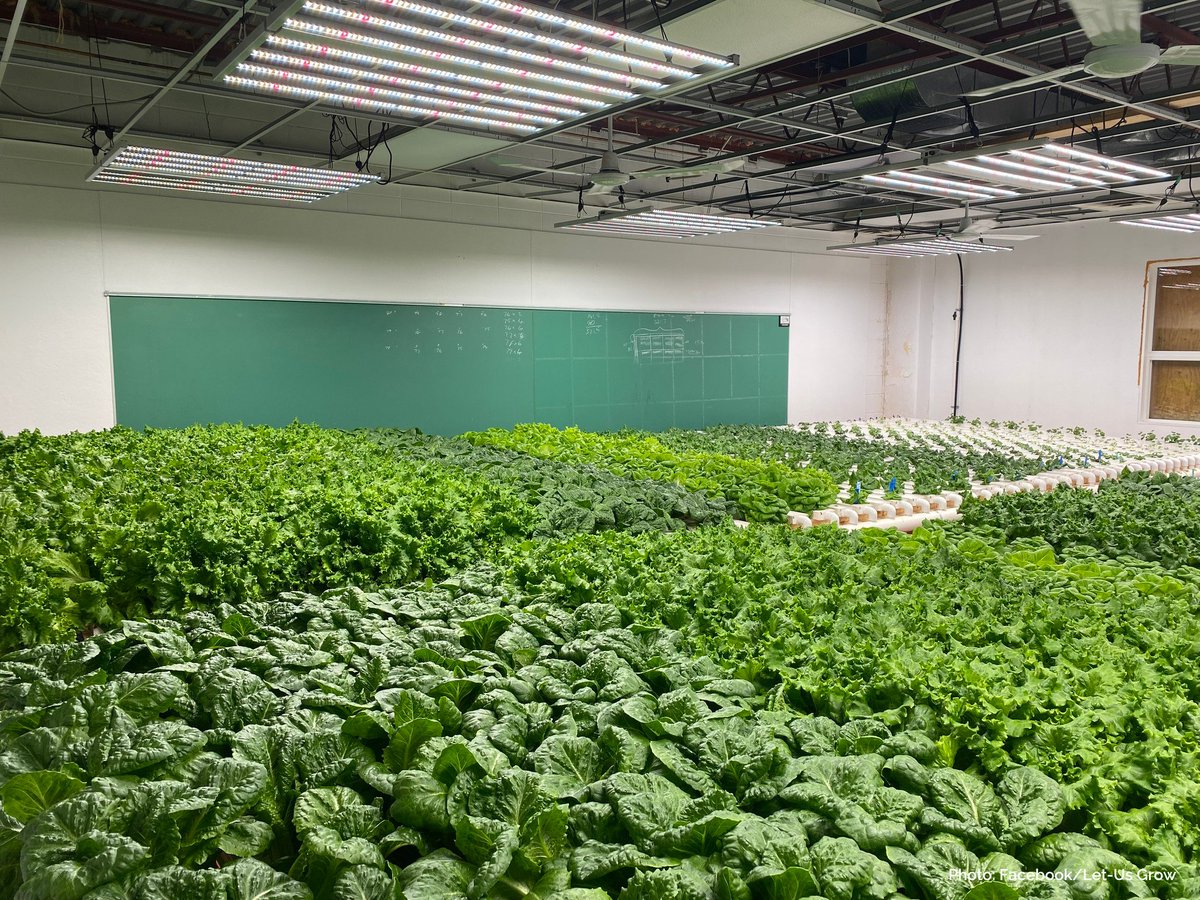 Meanwhile in Canada:

In a small town in Saskatchewan, an old school building was about to be demolished.

So a family stepped in and turned it into an indoor hydroponic farm.

Now, they grow enough to provide vegetables to the whole town.