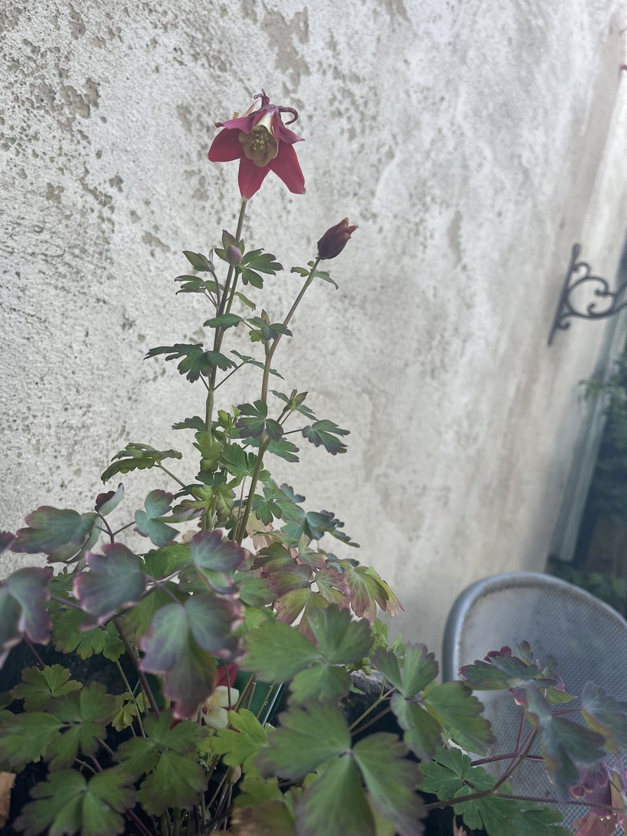 GemmaPuckett's tweet image. I like growing things it gives me a real sense of satisfaction and positivity especially at times when it feels challenging 🪴 #timeforme #perspective