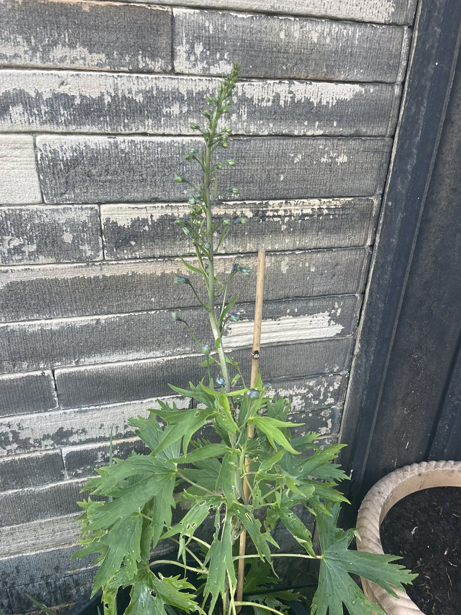 GemmaPuckett's tweet image. I like growing things it gives me a real sense of satisfaction and positivity especially at times when it feels challenging 🪴 #timeforme #perspective